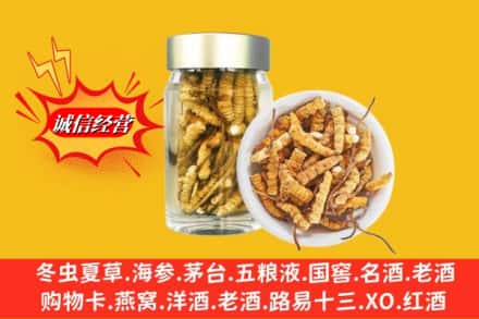阳江江城区回收散虫草